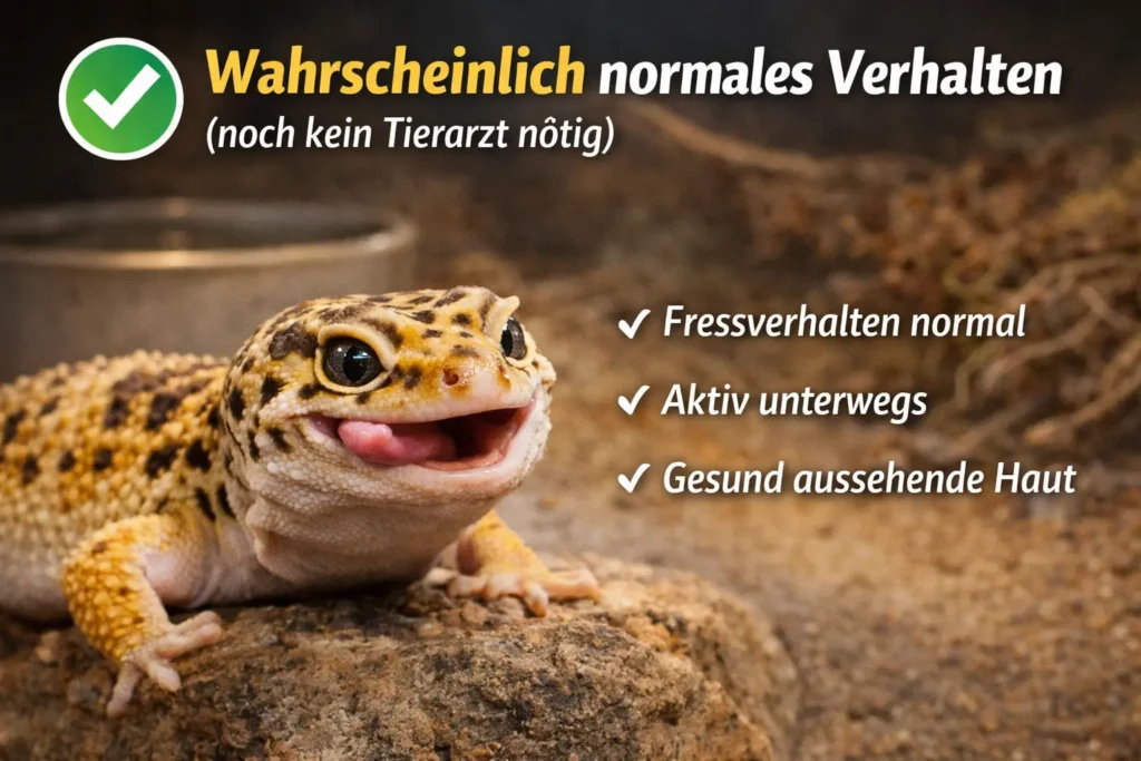 exotischer tierarzt in meiner naehe leopardgecko normales verhalten kein notfall