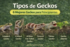 tipos de geckos comparacion gecko leopardo gecko crestado gecko cola gorda africano gargoyle gecko tokay gecko gecko diurno