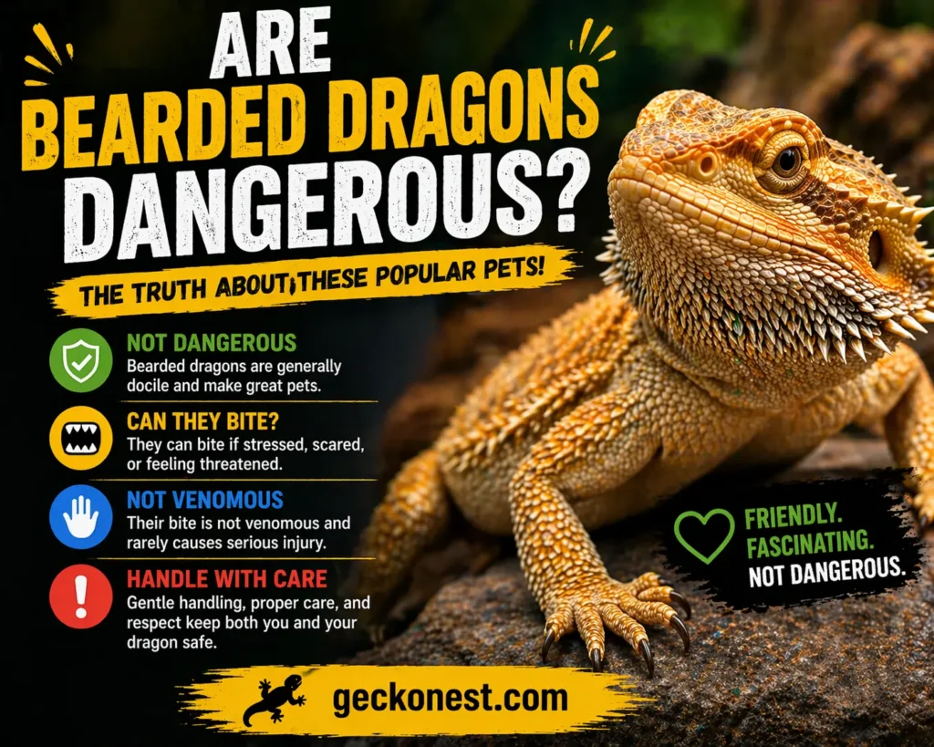 Bearded dragon with infographic text explaining are bearded dragons dangerous and showing bite risk, temperament, and safe handling tips.