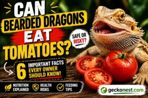 can bearded dragons eat tomatoes safely bearded dragon with tomato close up