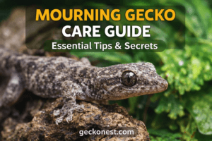mourning gecko care guide hero image with enclosure and care tips