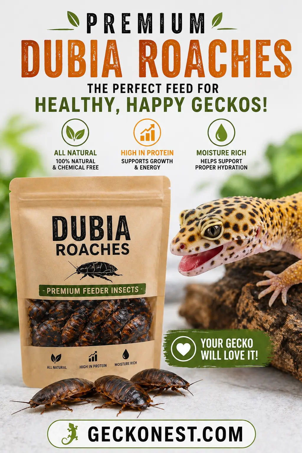 Premium Dubia Roaches