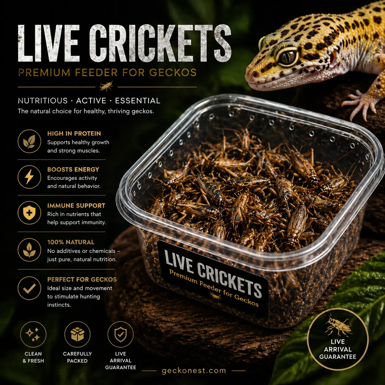 Live Crickets (1000 Count)