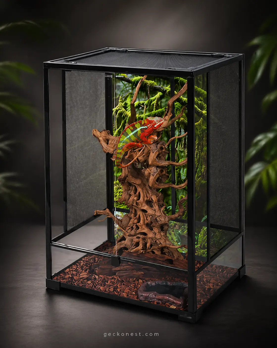 Rainforest Habitat Terrarium