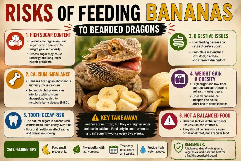 risks of feeding bananas to bearded dragons sugar calcium imbalance digestive issues infographic