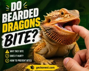 Bearded dragon biting a human finger with bold text asking do bearded dragons bite and prevention tips on GeckoNest.